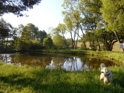 Holiday house Dog-friendly holiday home in the Knüll - Outdoor photo 27