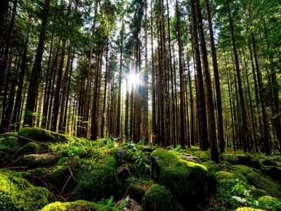 Holiday house Ferienhaus, Wernigerode - Environment photo 24