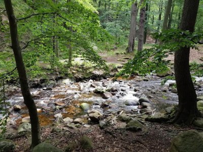 Holiday house Familienspaß & Waldwege in Ilsenburg - Environment photo 18