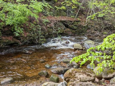 Holiday house Familienspaß & Waldwege in Ilsenburg - Environment photo 31