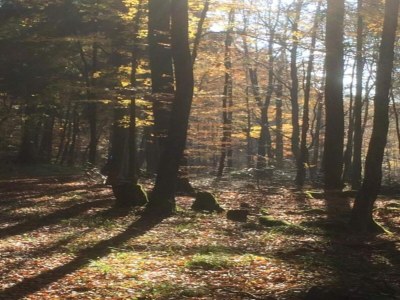 Holiday house Ferienhaus mit Wellnessbereich in Elend - Environment photo 32