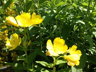 Holiday house Quiet Comfort Near Castle - Outdoor photo 28