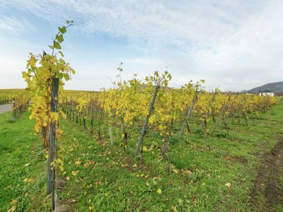 Holiday house Wald-Ferienhaus, Liebenscheid - Environment photo 25