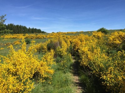 Apartment Monschau Gartenwohnung - Environment photo 35