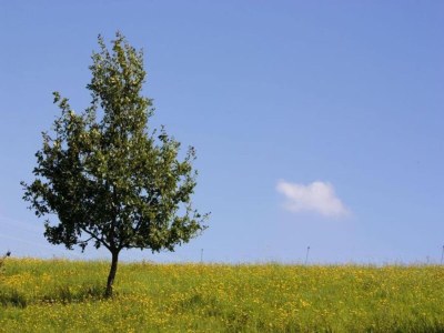 Holiday house Villa Hochwald Familienhaus - Environment photo 23