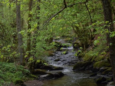 Apartment Apartment in Morbach near Ski Lift - Environment photo 37