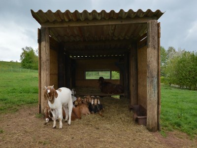 Apartment Comfy Apartment in Gransdorf with Garden - Outdoor photo 7