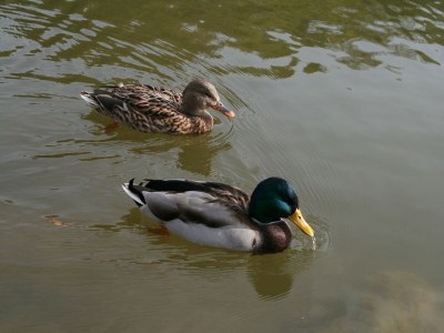 Apartment Romantische Auszeit in Hillesheim - Environment photo 21
