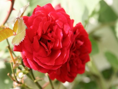 Apartment Romantische Auszeit in Hillesheim - Outdoor photo 36