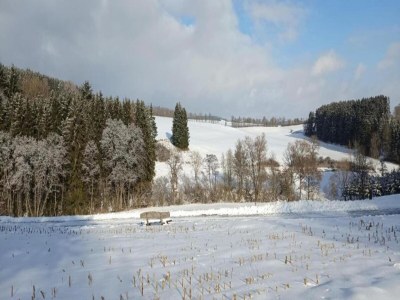 Holiday house Lissendorf Forest View Lodge - Environment photo 28