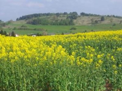 Holiday house Lissendorf Forest View Lodge - Environment photo 32