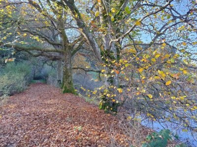 Apartment Rommersheim Forest Retreat - Environment photo 24