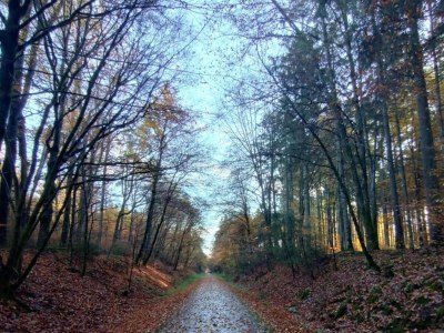 Apartment Rommersheim Forest Retreat - Environment photo 31