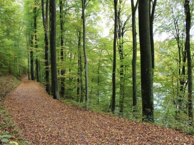 Apartment Rommersheim Forest Retreat - Environment photo 37