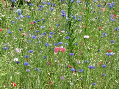 Apartment gemütliche Ferienwohnung in Kaifenheim - Environment photo 28