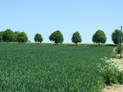 Apartment gemütliche Ferienwohnung in Kaifenheim - Environment photo 34