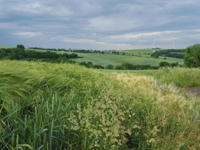 Apartment gemütliche Ferienwohnung in Kaifenheim - Environment photo 35