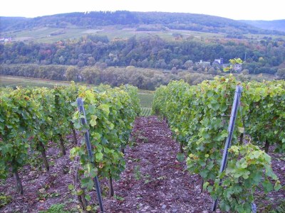 Apartment Apartment in Zell near Mosel River & Vineyards - Environment photo 28