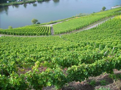 Apartment Apartment in Zell near Mosel River & Vineyards - Environment photo 36