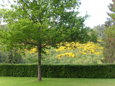 Apartment Wohnung in Schmallenberg mit Garten - Outdoor photo 38