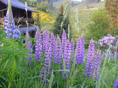 Apartment Wohnung in Schmallenberg mit Garten - Outdoor photo 39