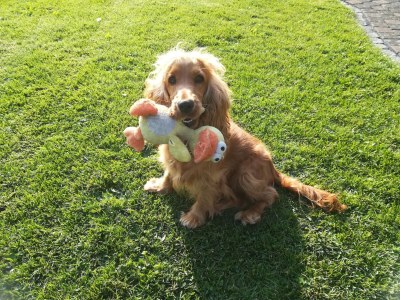 Apartment Wohnung in Silbecke mit Garten - Outdoor photo 29