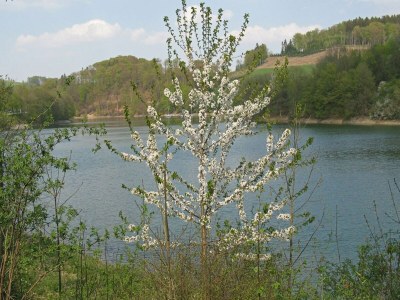 Holiday house Holiday home in Mielinghausen near ski area - Environment photo 27