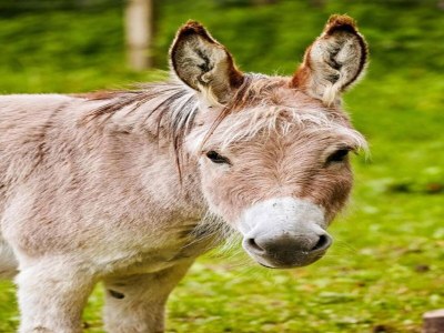 Apartment Wohnung nahe dem Skigebiet in Wehrstapel - Environment photo 32