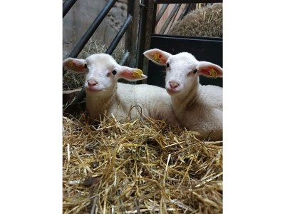 Farmhouse Erblehenhof - Outdoor photo 12