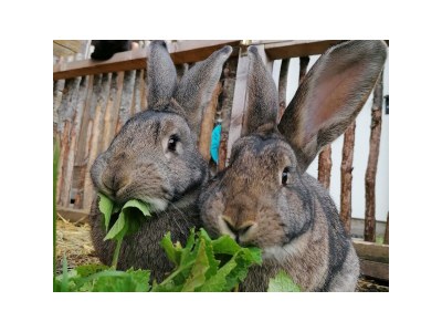 Farmhouse Erblehenhof - Outdoor photo 13