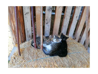 Farmhouse Erblehenhof - Environment photo 33