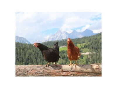 Farmhouse Erblehenhof - Environment photo 34