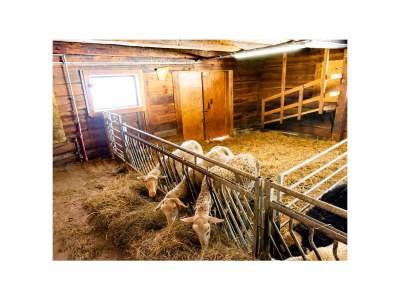 Farmhouse Erblehenhof - Environment photo 35