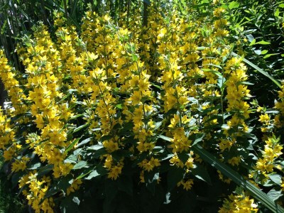 Apartment Anmutige Wohnung in Velmede mit Garten - Environment photo 25