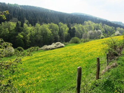 Villa Moderne Villa in Medebach Küstelberg - Environment photo 38