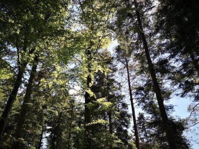 Apartment Ferienwohnung Marianne in Neuweiler - Environment photo 31