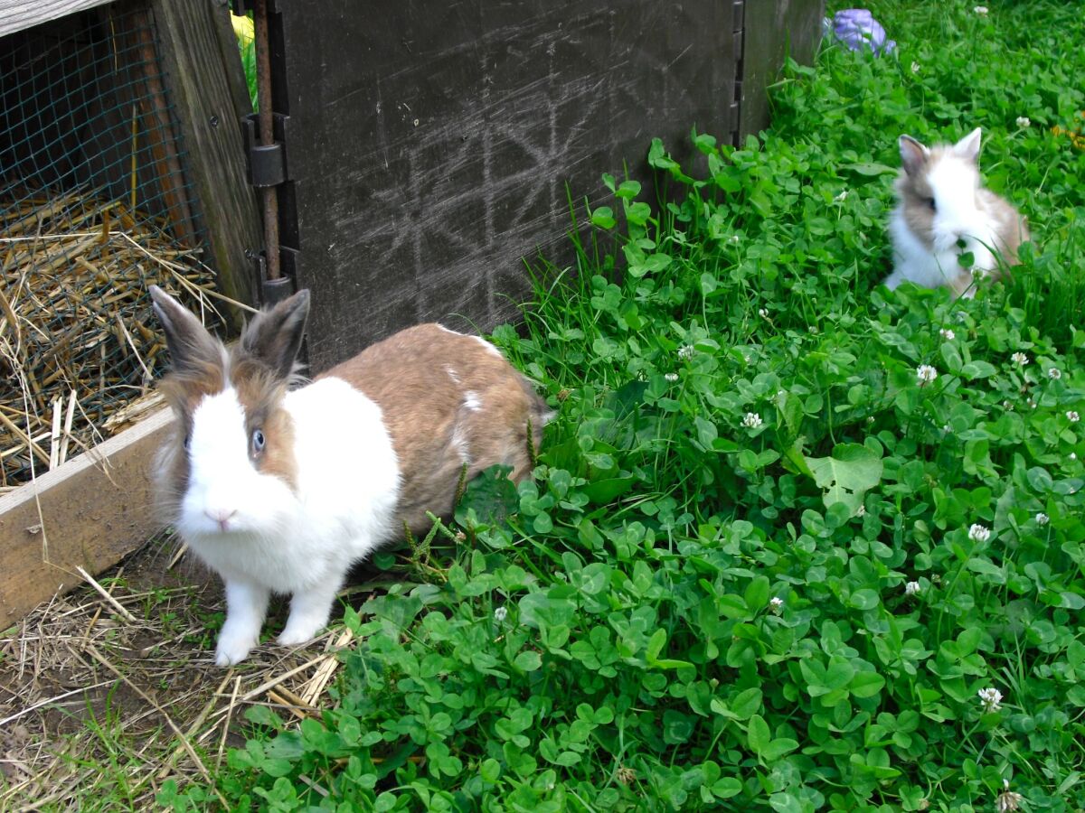 Apartment Ruhiges Bauernhaus, Hofstetten - Outdoor photo 4