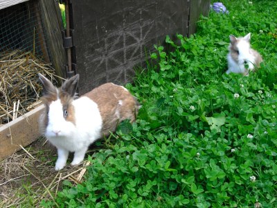 Apartment Ruhiges Bauernhaus, Hofstetten - Outdoor photo 4