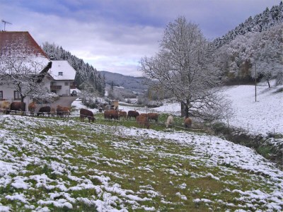 Apartment Ruhiges Bauernhaus, Hofstetten - Outdoor photo 7