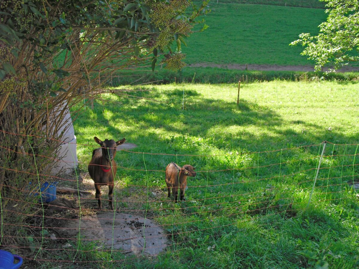 Apartment Farmhouse Escape in Hofstetten - Outdoor photo 2
