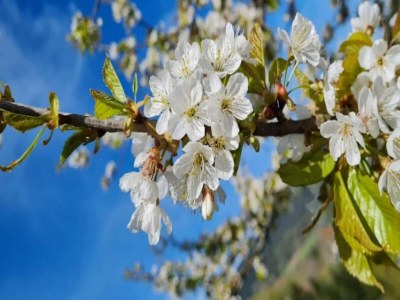 Apartment Ferienwohnung, Bad Peterstal - Environment photo 26