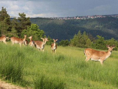Farmhouse Schwarzwald-Ferienwohnung auf dem Bauernhof - Environment photo 31