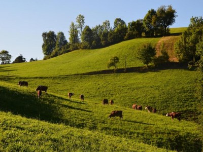 Farmhouse Schwarzwald-Ferienwohnung auf dem Bauernhof - Environment photo 33
