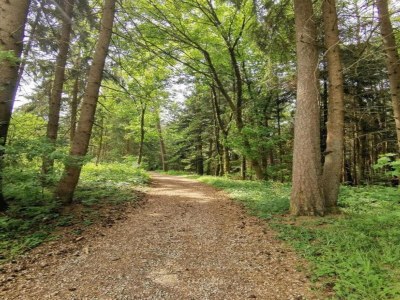 Apartment Ferienwohnung in Gütenbach - Environment photo 33