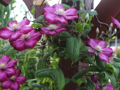 Apartment Ferienwohnung, Herrischried - Outdoor photo 40