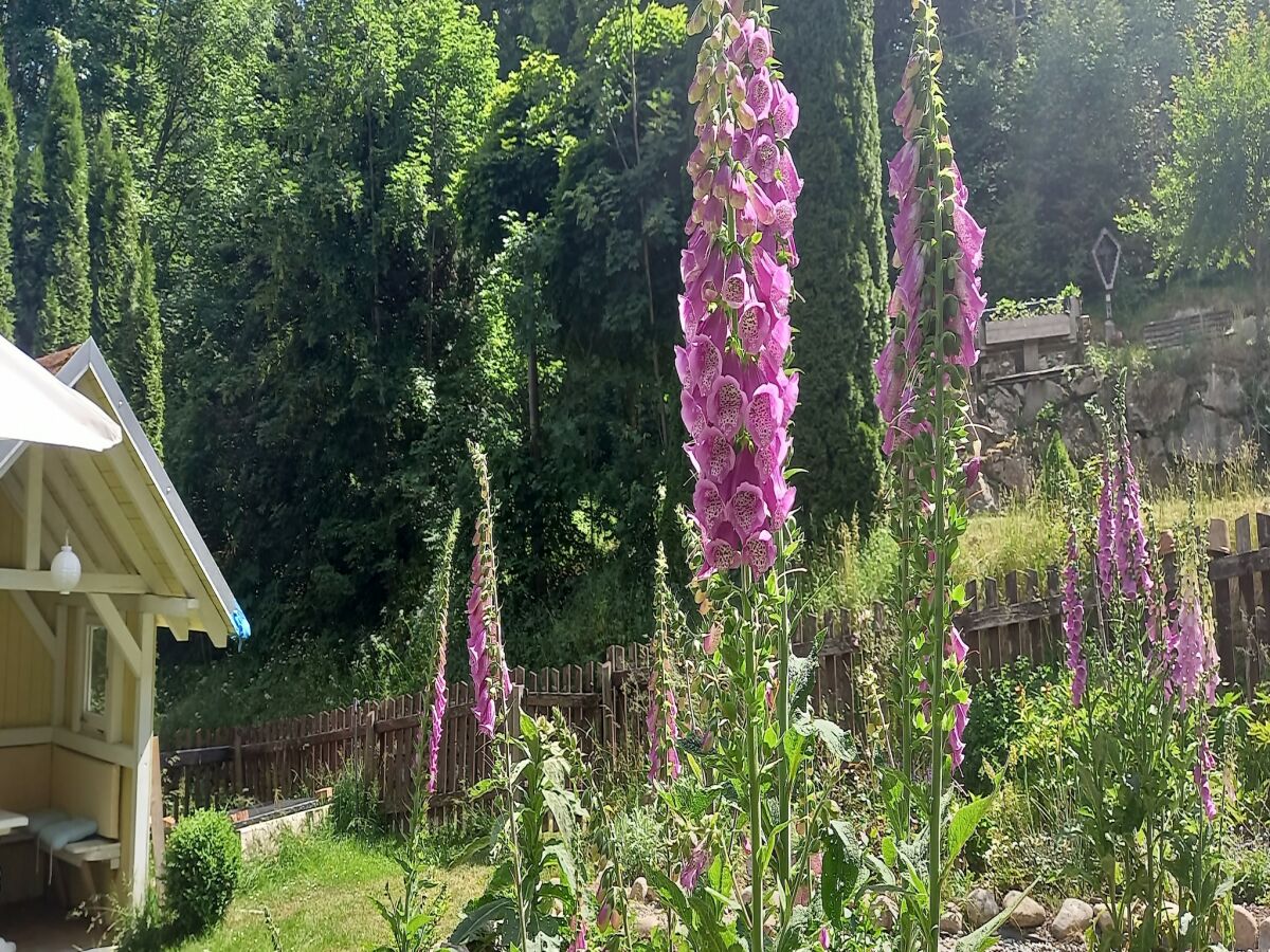 Apartment Forsthauswohnung im Schwarzwald - Outdoor photo 4