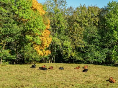 Apartment Ferienhaus in Wittenschwand - Outdoor photo 8