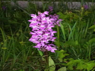 Apartment Ferienwohnung in Bad Bayersoien - Environment photo 19
