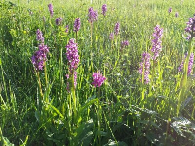 Apartment Ferienwohnung in Bad Bayersoien - Environment photo 16