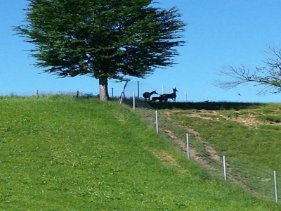 Apartment Ferienwohnung in Bad Bayersoien - Environment photo 25